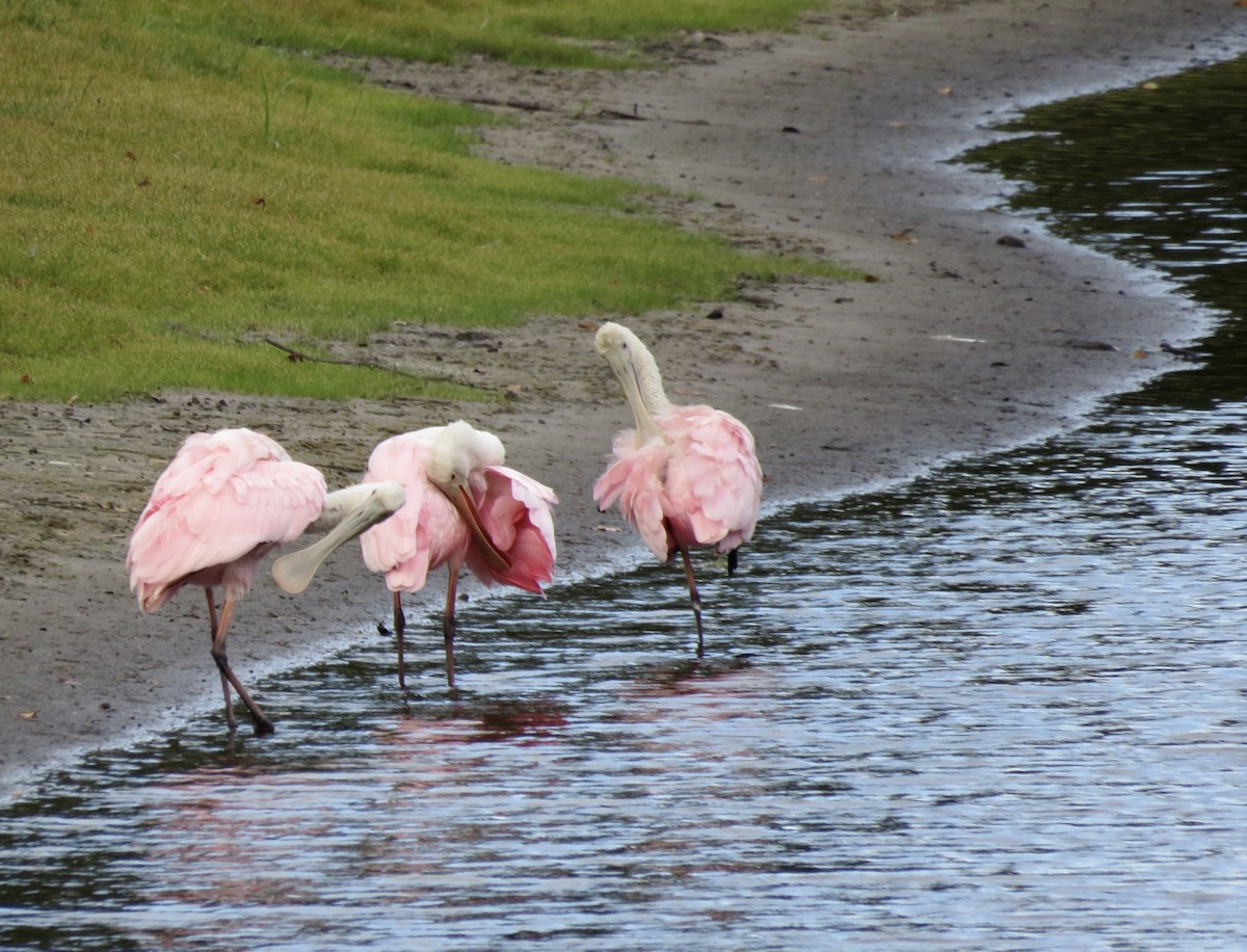 Roseate Spoonbill - ML643442199