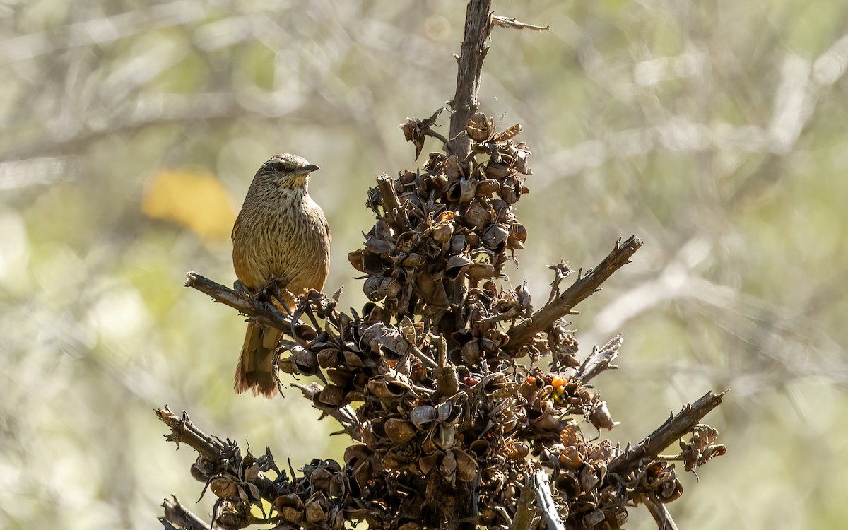 Dusky-tailed Canastero - ML643442200