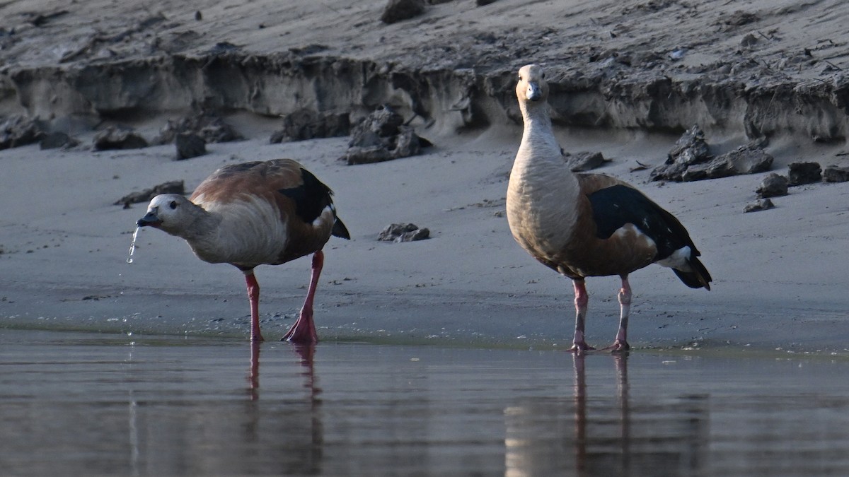 Orinoco Goose - ML643442201