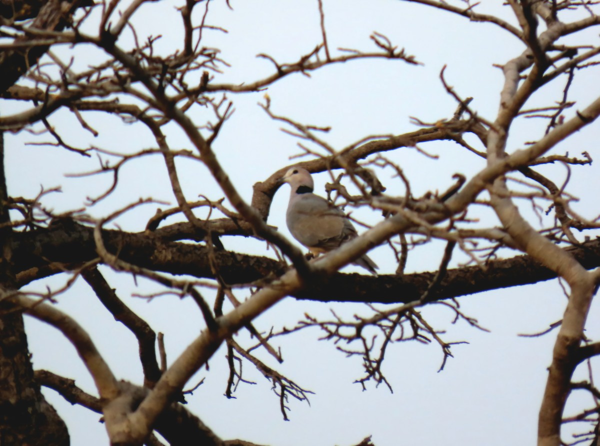 Ring-necked Dove - ML643442203
