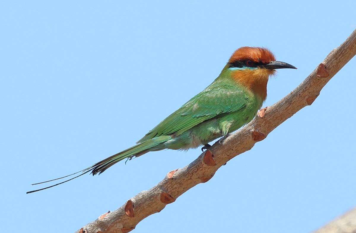 Böhm's Bee-eater - ML643442208