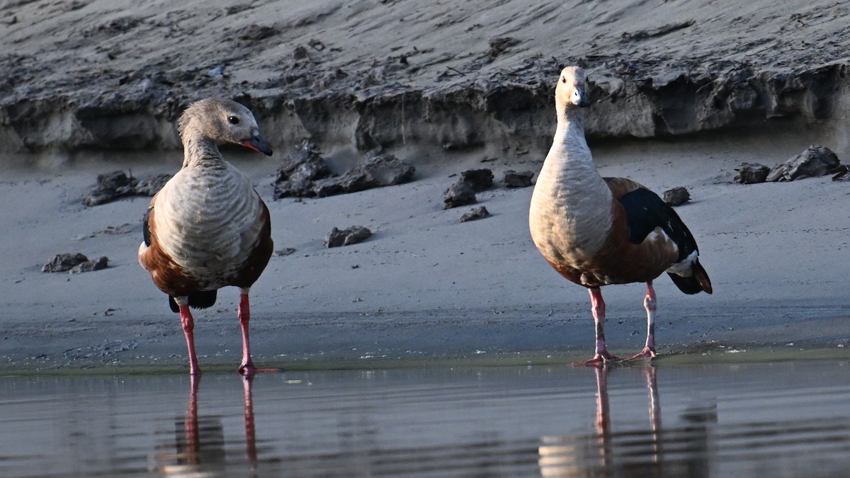 Orinoco Goose - ML643442213