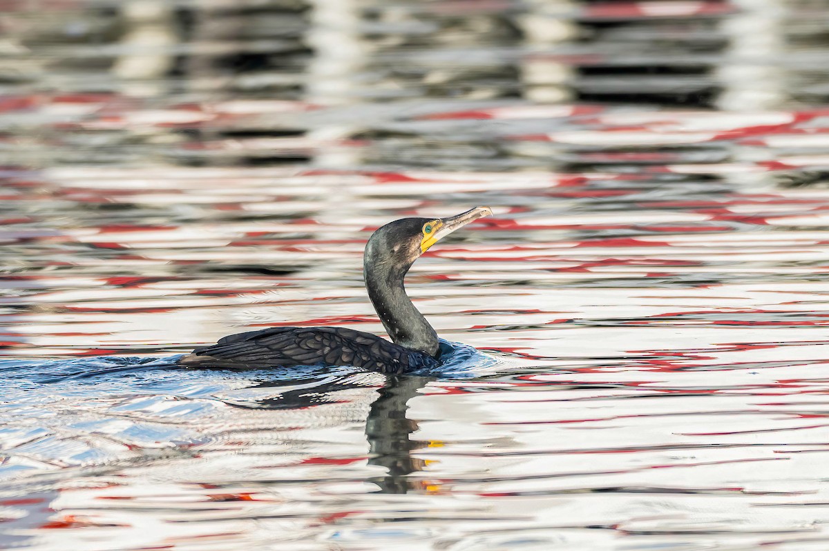 Cormorano - ML643442215