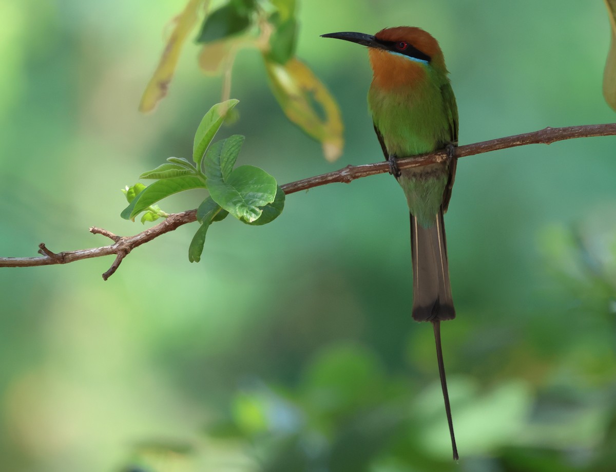Böhm's Bee-eater - ML643442220