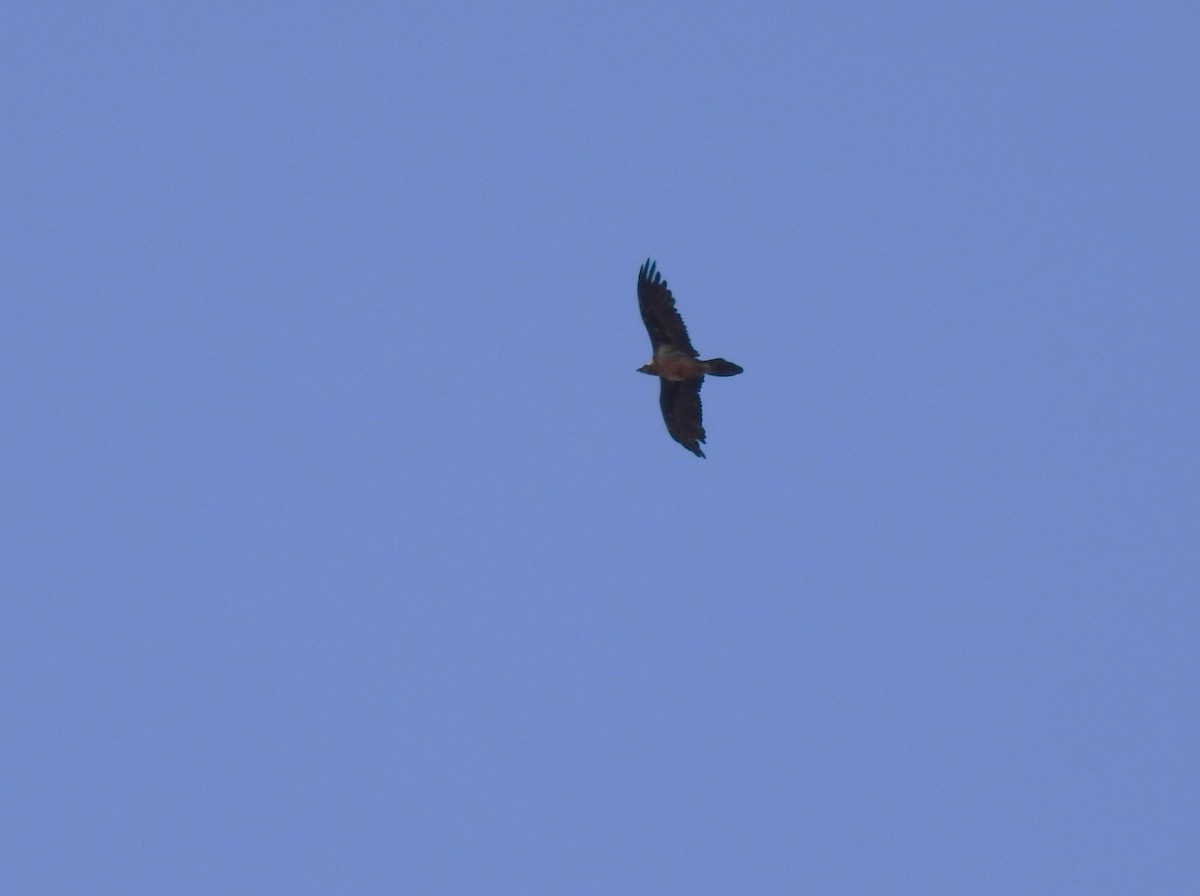 Bearded Vulture - ML643442221