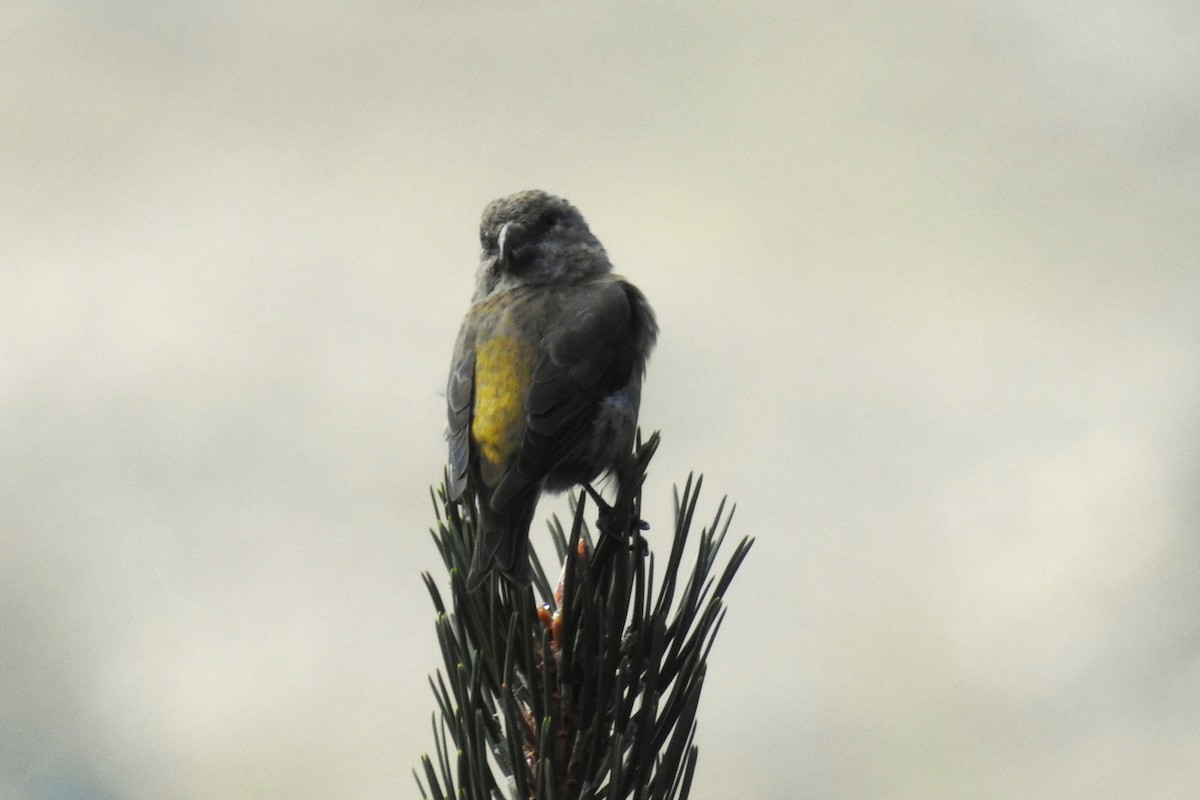 Red Crossbill - ML643442222