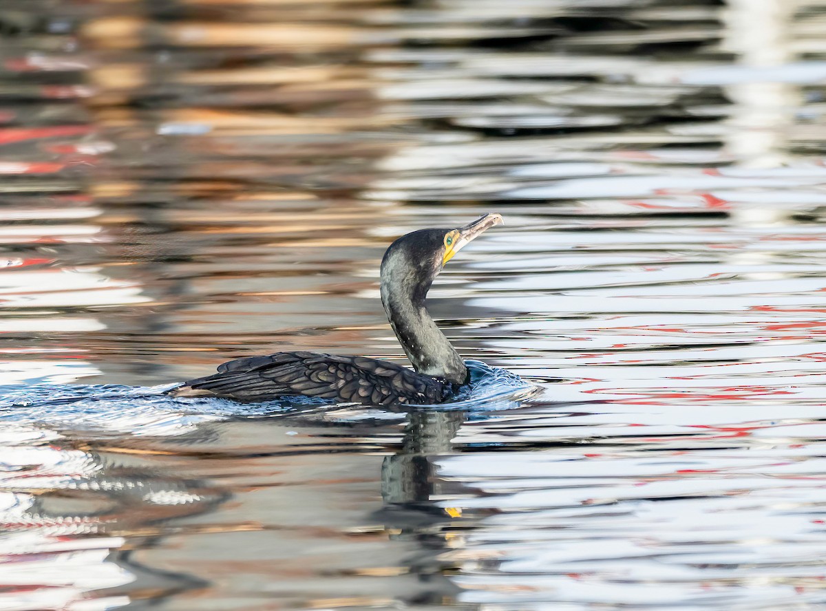 Cormorano - ML643442226