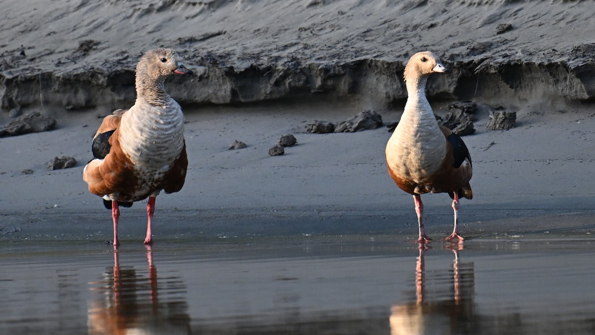 Orinoco Goose - ML643442228
