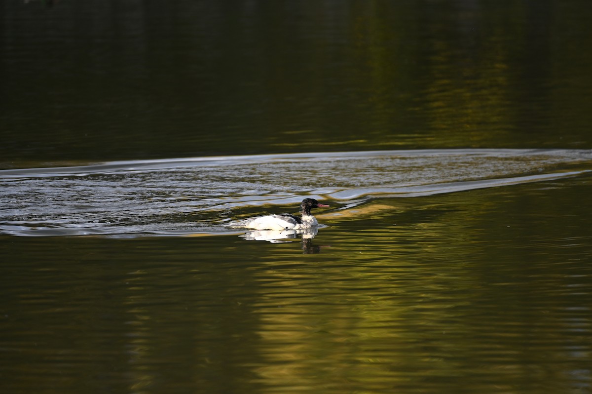Common Merganser - ML643442236