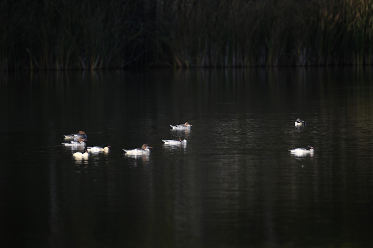 Common Merganser - ML643442237