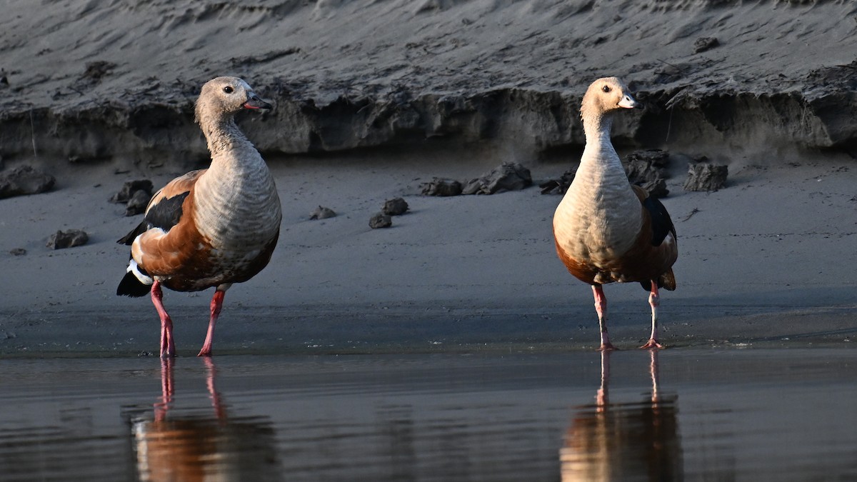 Orinoco Goose - ML643442238