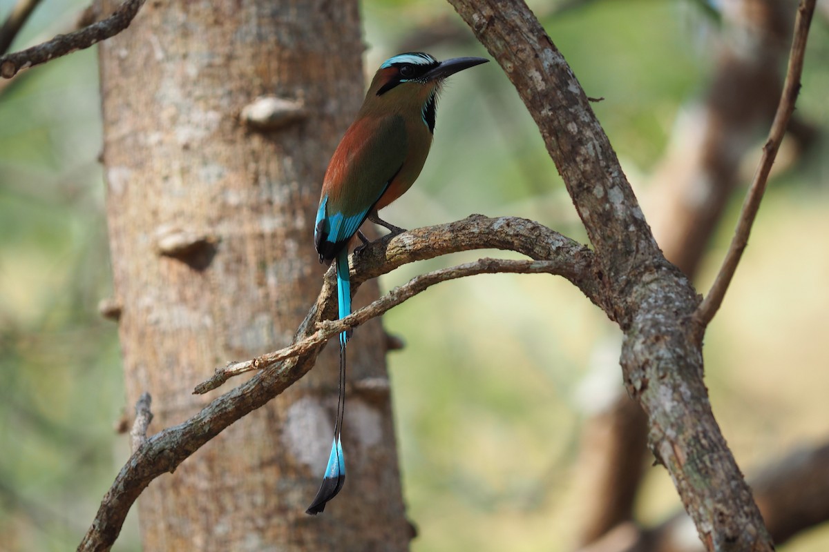 Brauenmotmot - ML643442239