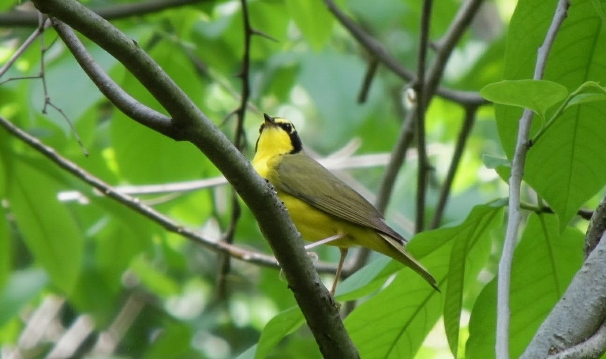 Kentucky Warbler - ML643442244