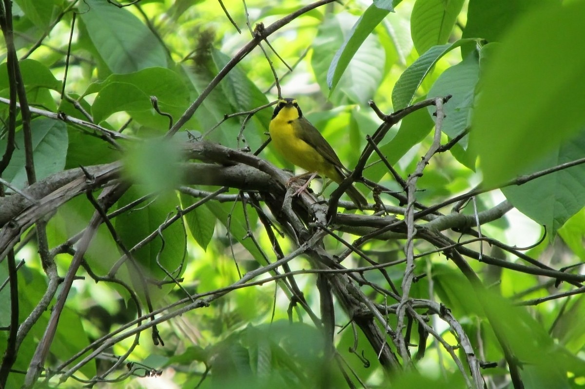 Kentucky Warbler - ML643442245