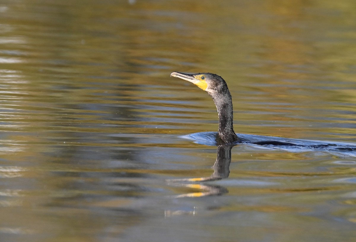 Cormorano - ML643442246