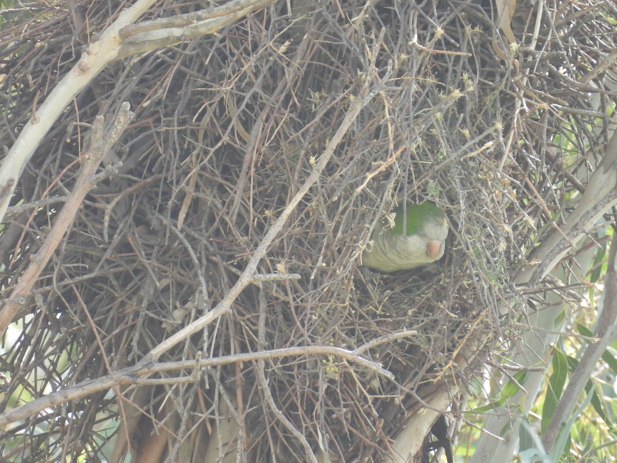 Monk Parakeet - ML643442247