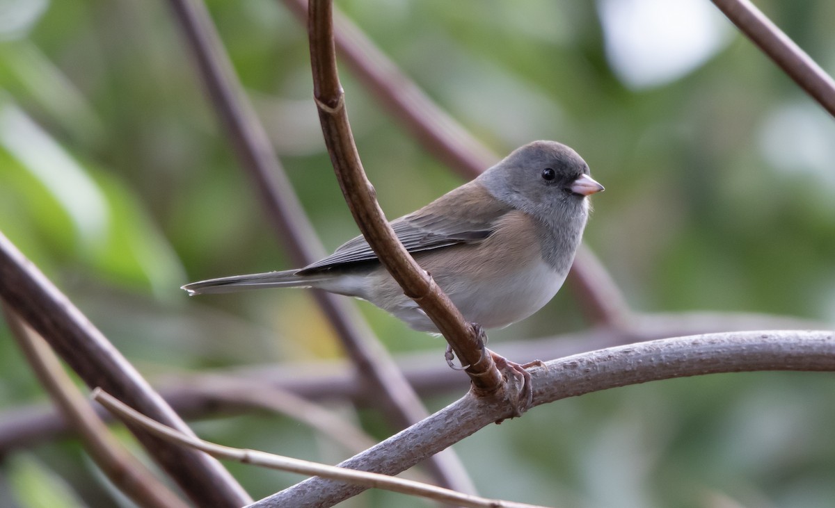 Dark-eyed Junco (Oregon) - ML643442248