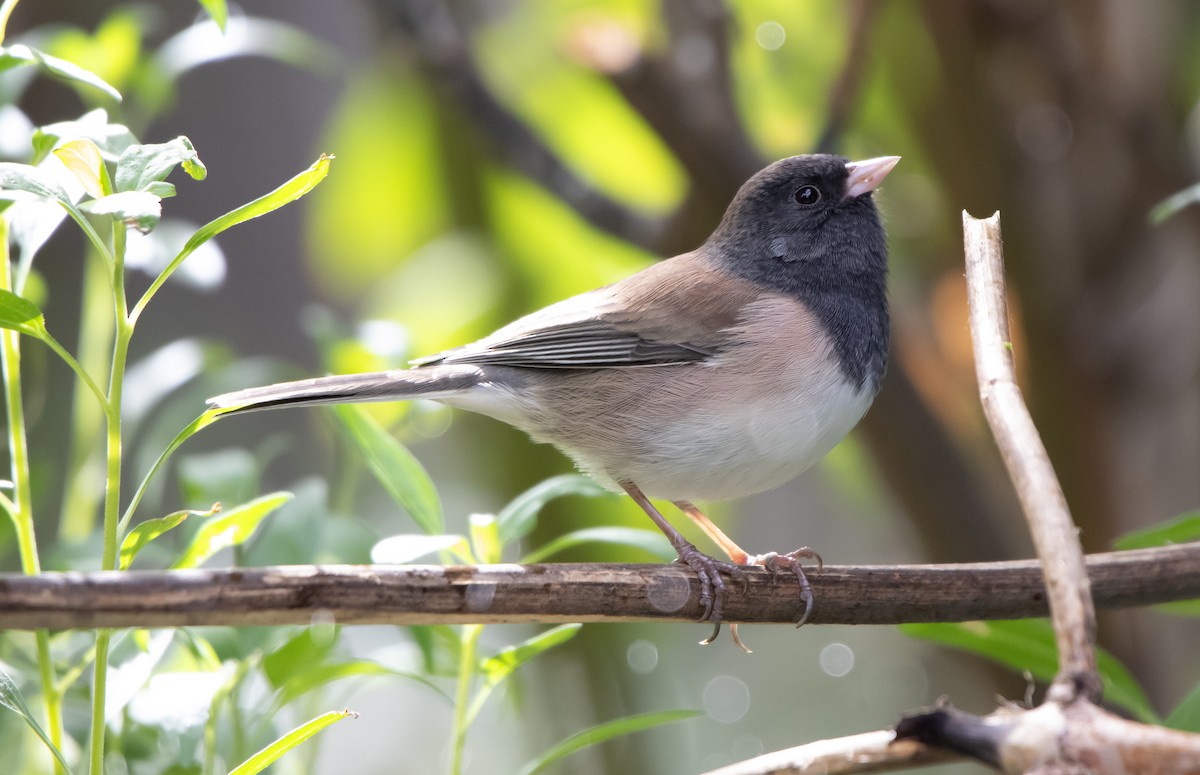 Dark-eyed Junco (Oregon) - ML643442249