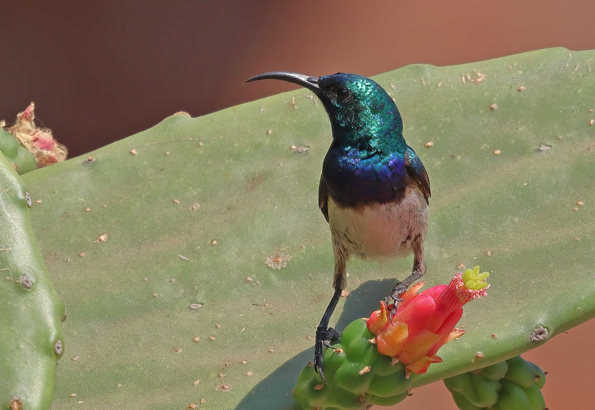 White-bellied Sunbird - ML643442251