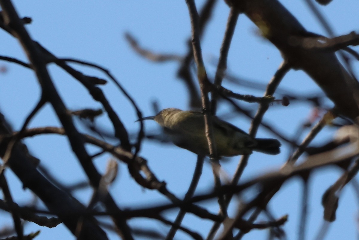 Copper Sunbird - ML643442252