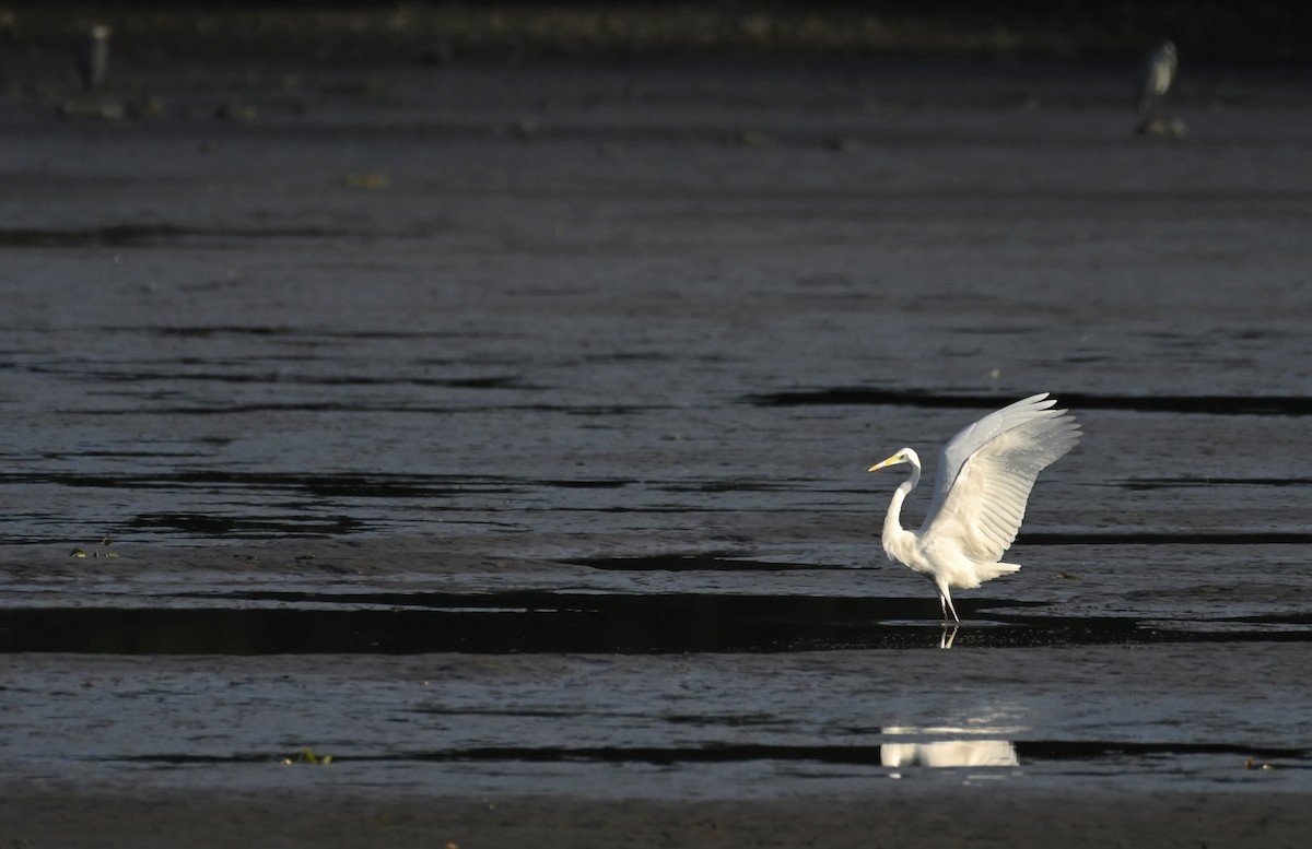 Great Egret - ML643442253