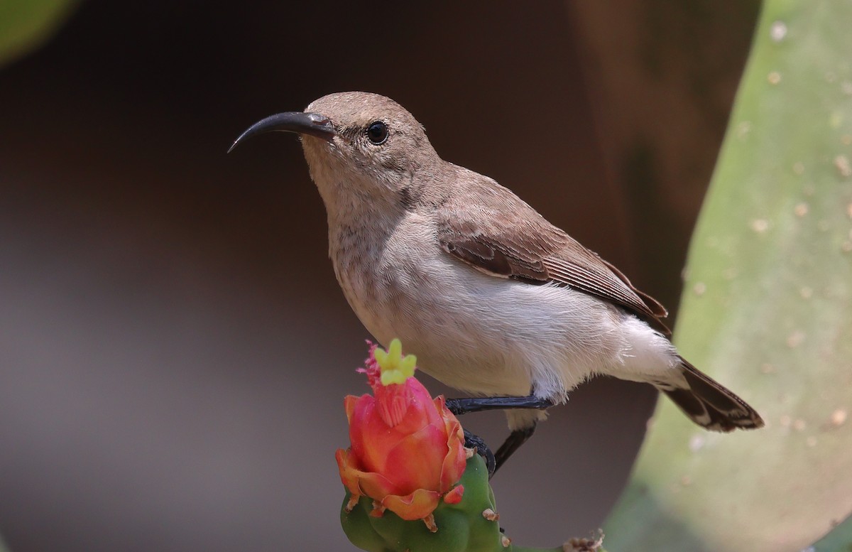 White-bellied Sunbird - ML643442254
