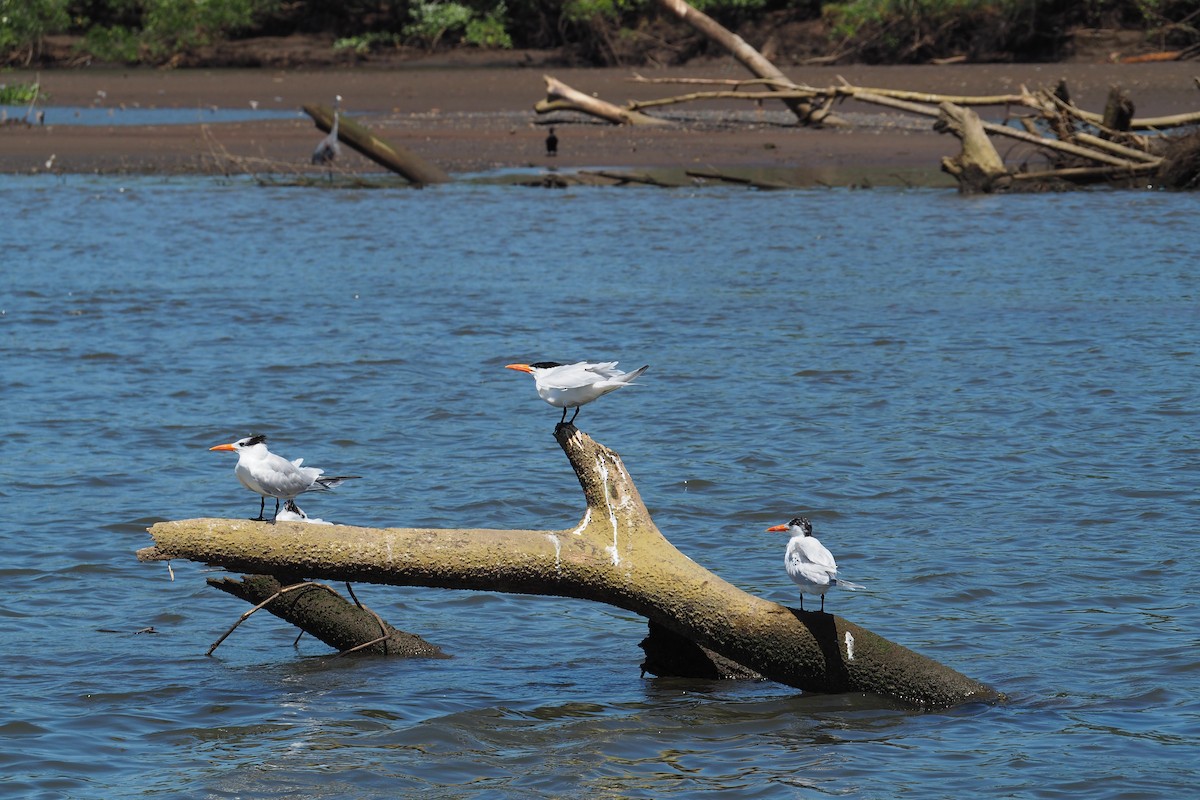 Royal Tern - ML643442255