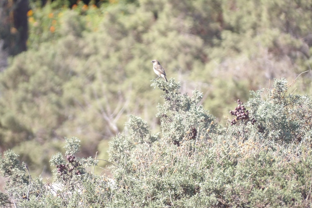 European Stonechat - ML643442256