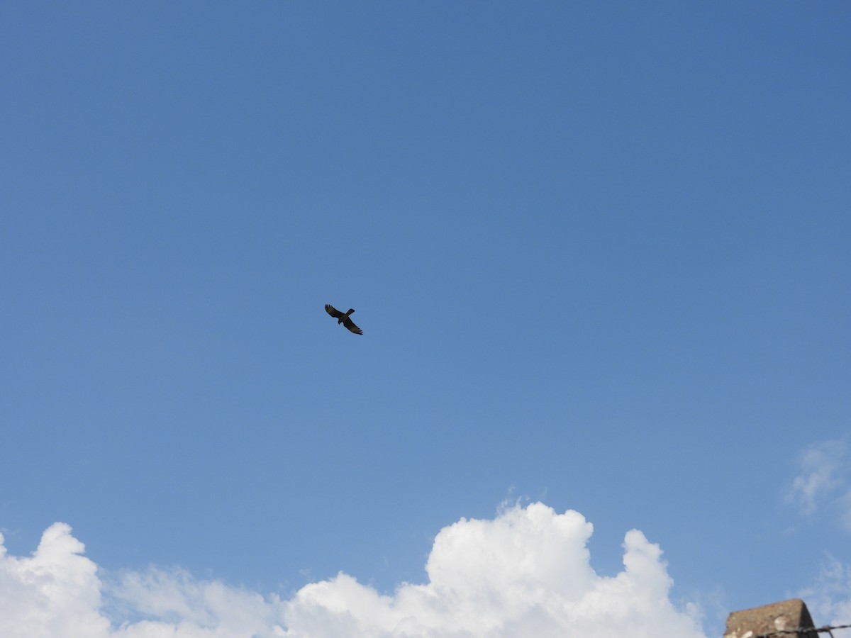 Chimango Caracara - ML643442257