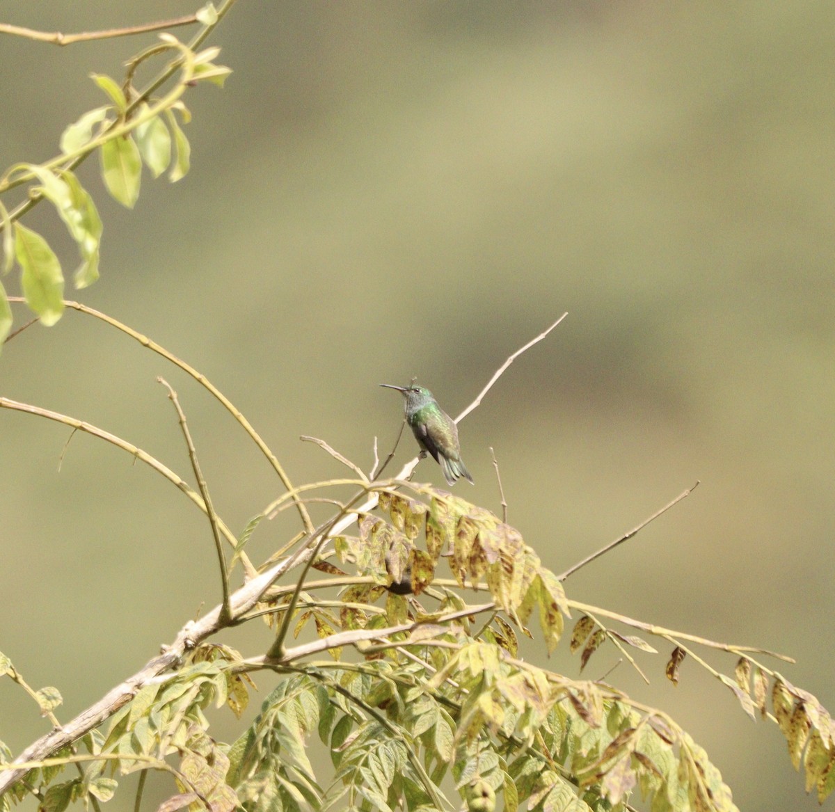 Versicolored Emerald - ML643442258