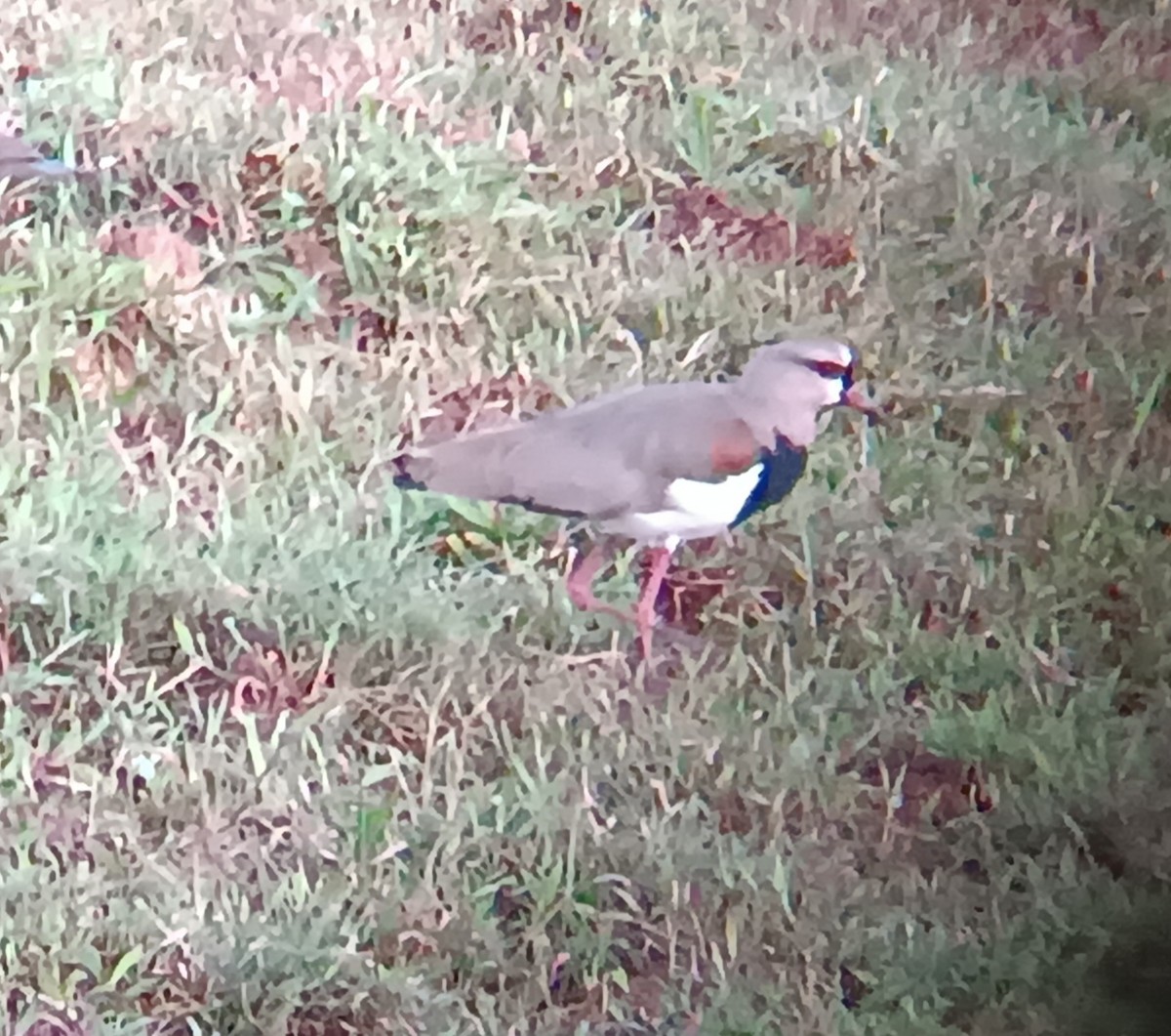 Southern Lapwing - ML643442259