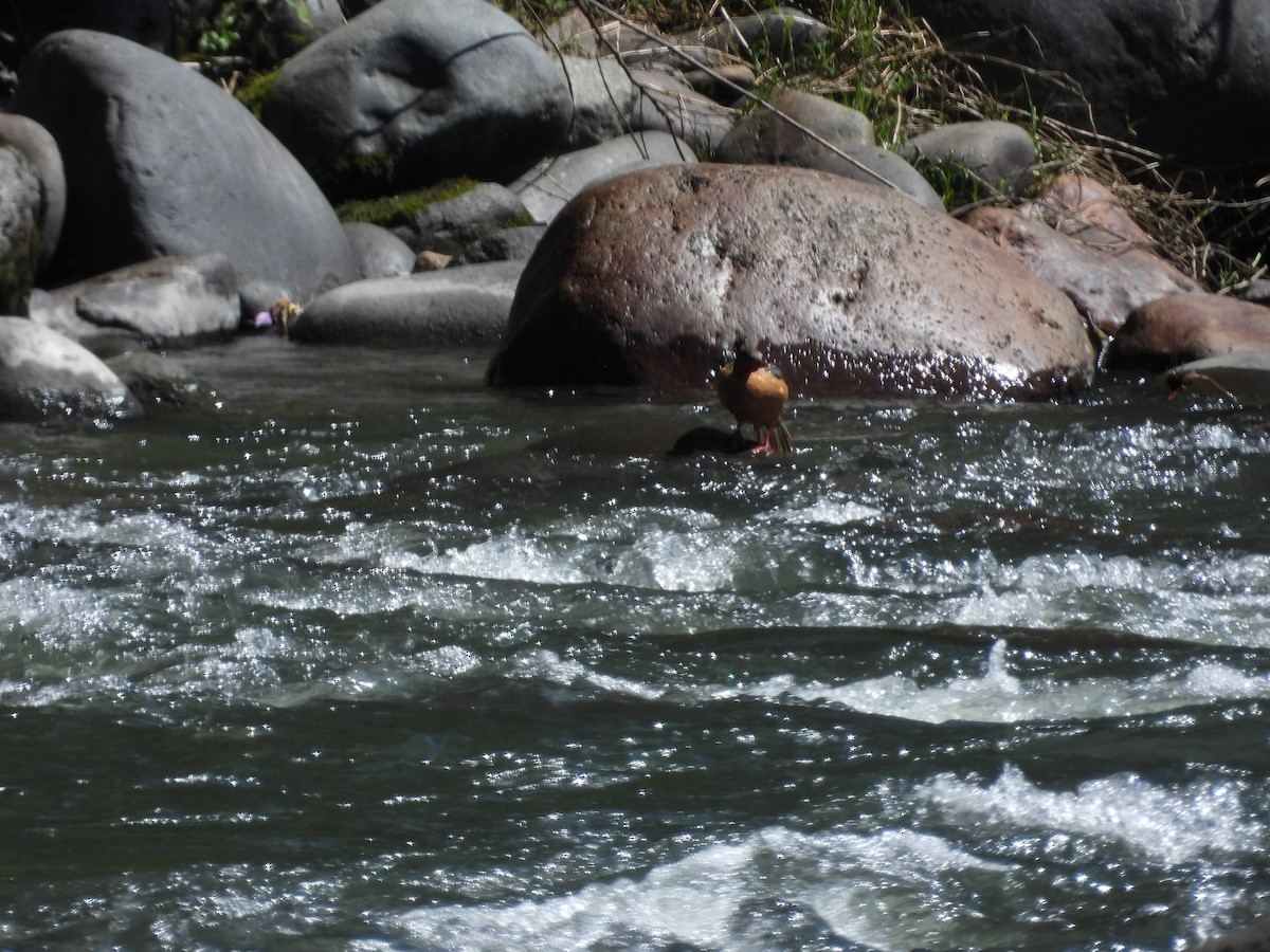 Torrent Duck - ML643442263