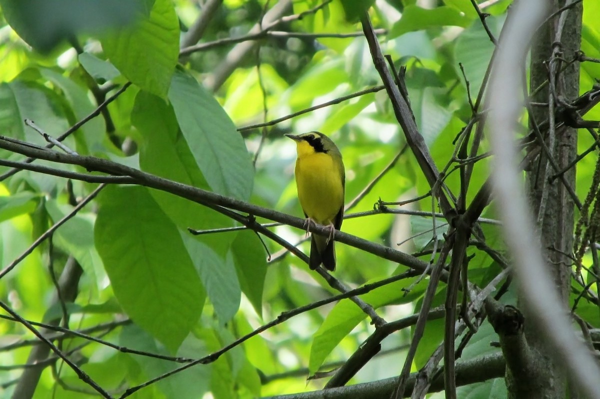 Kentucky Warbler - ML643442264