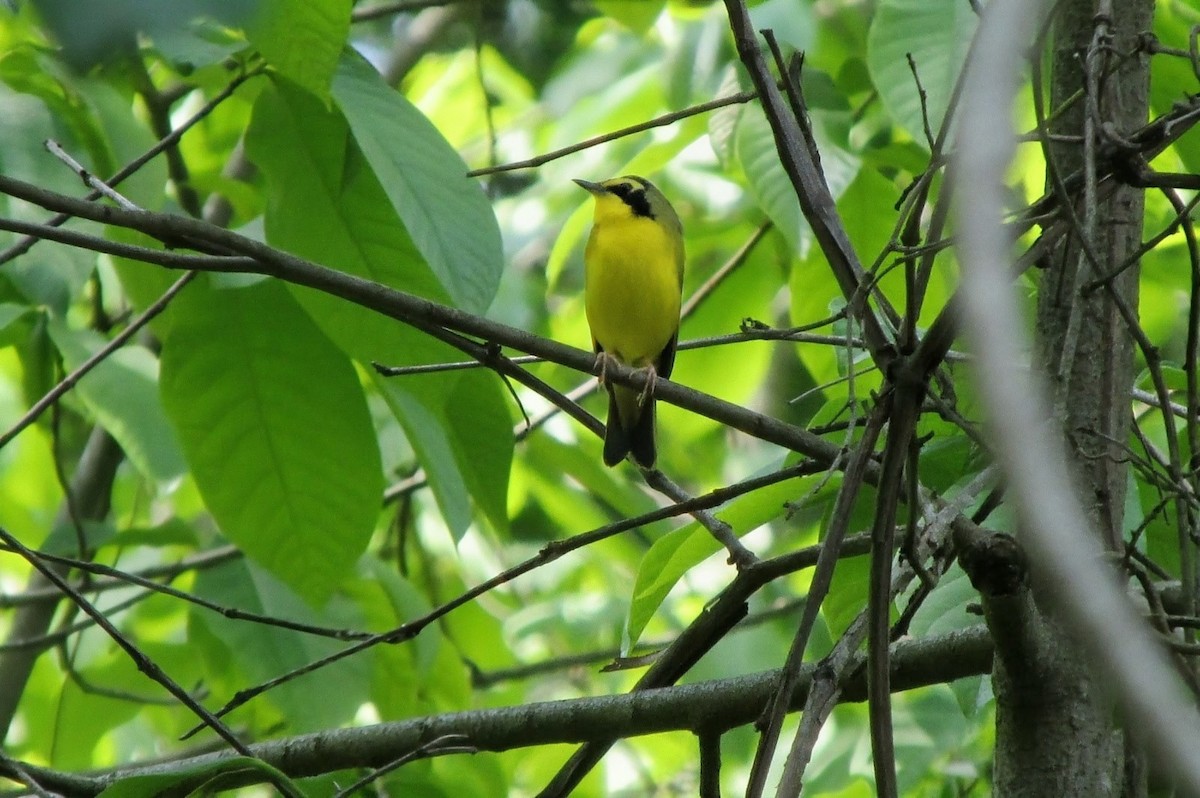 Kentucky Warbler - ML643442265