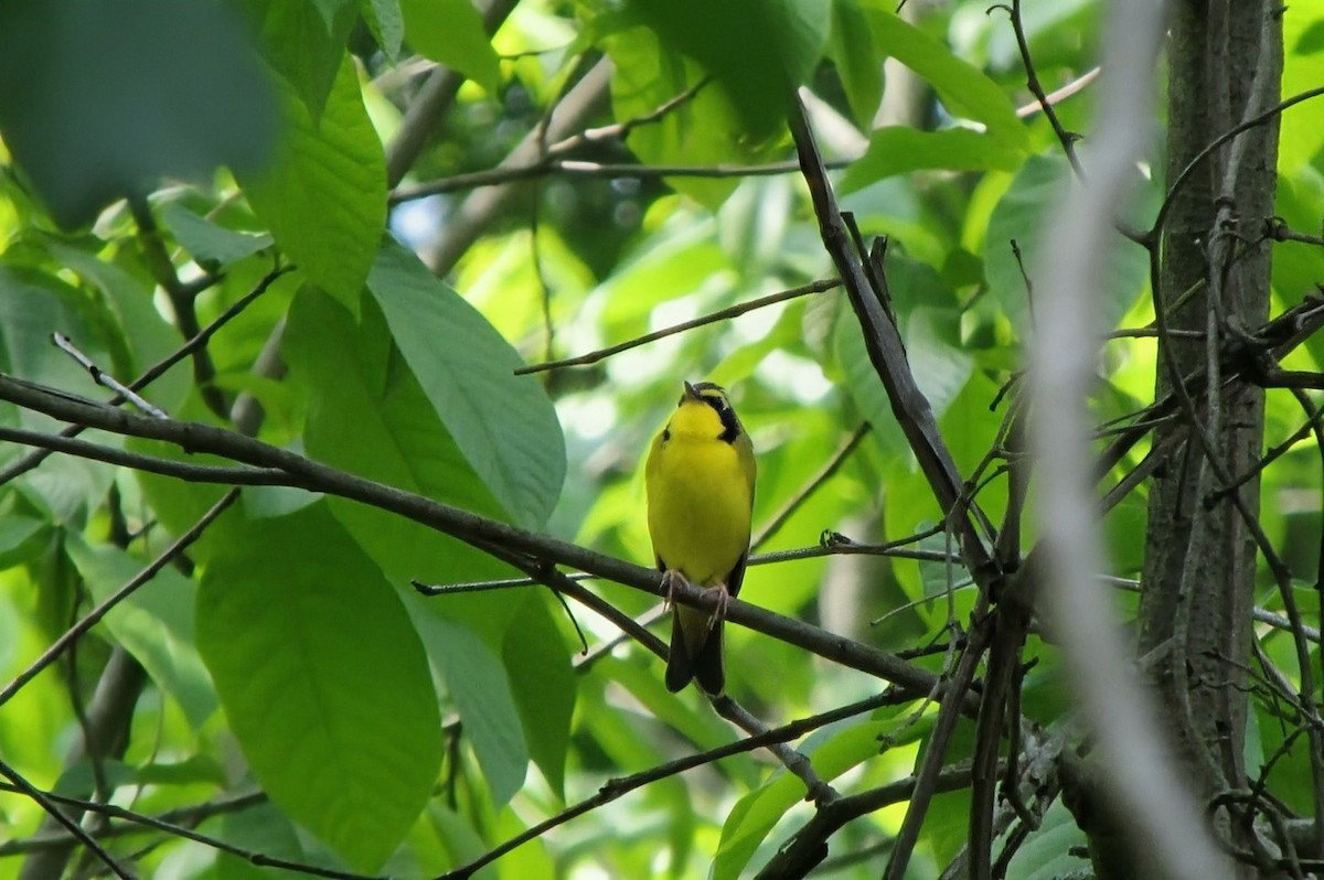 Kentucky Warbler - ML643442266