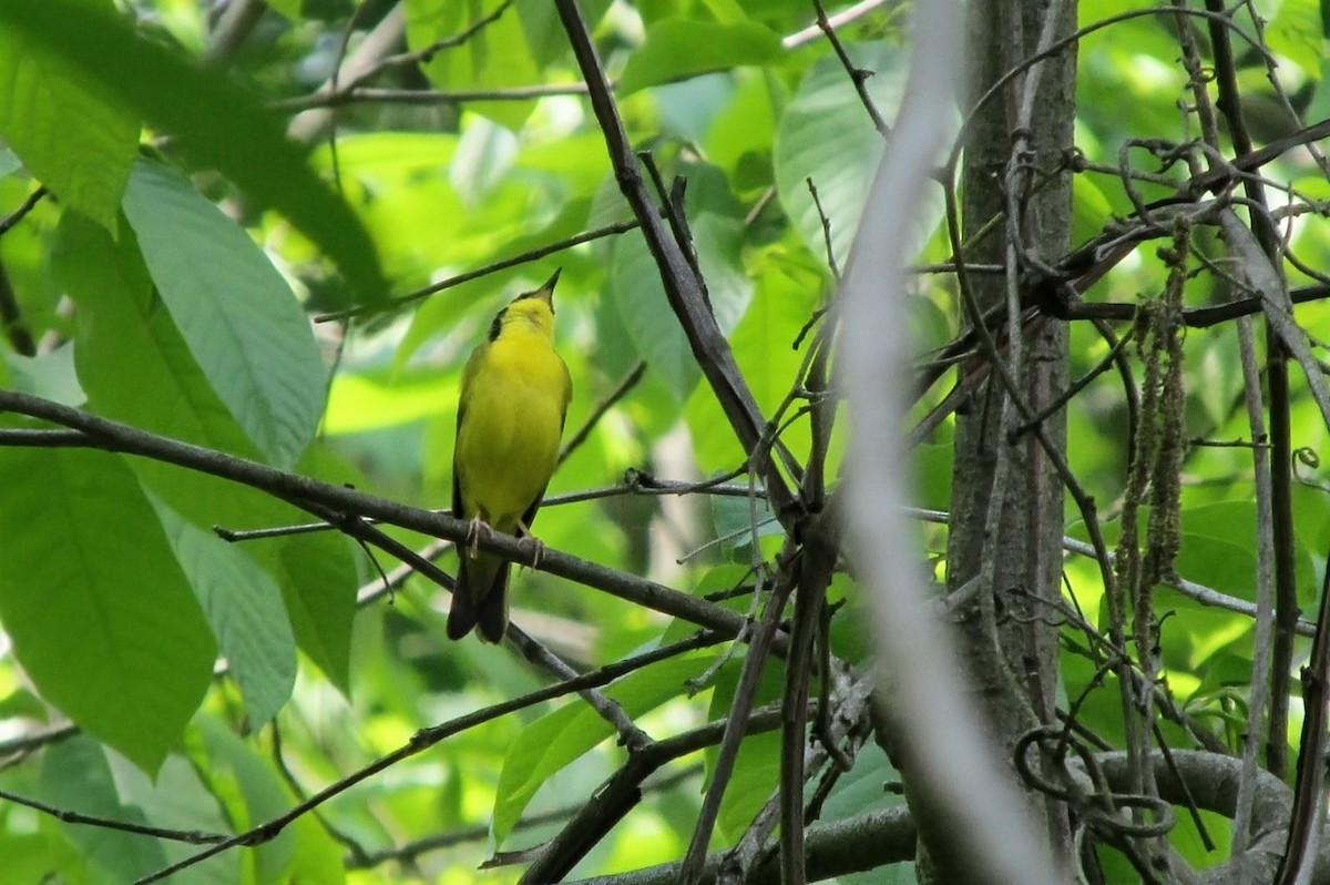 Kentucky Warbler - ML643442268
