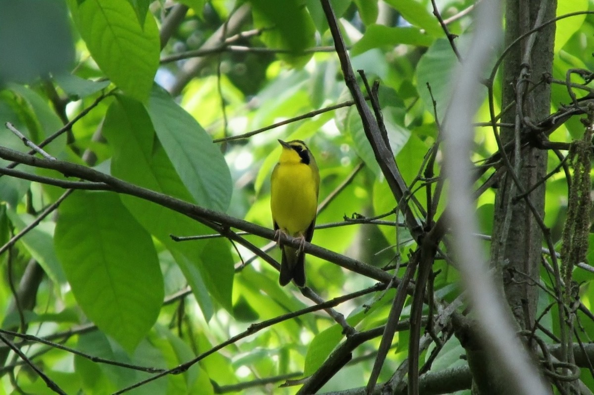 Kentucky Warbler - ML643442269
