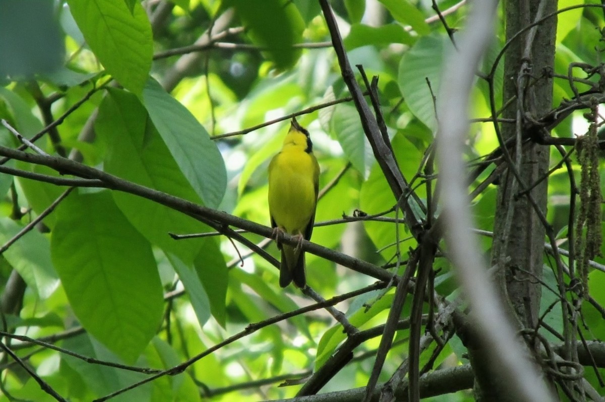 Kentucky Warbler - ML643442270
