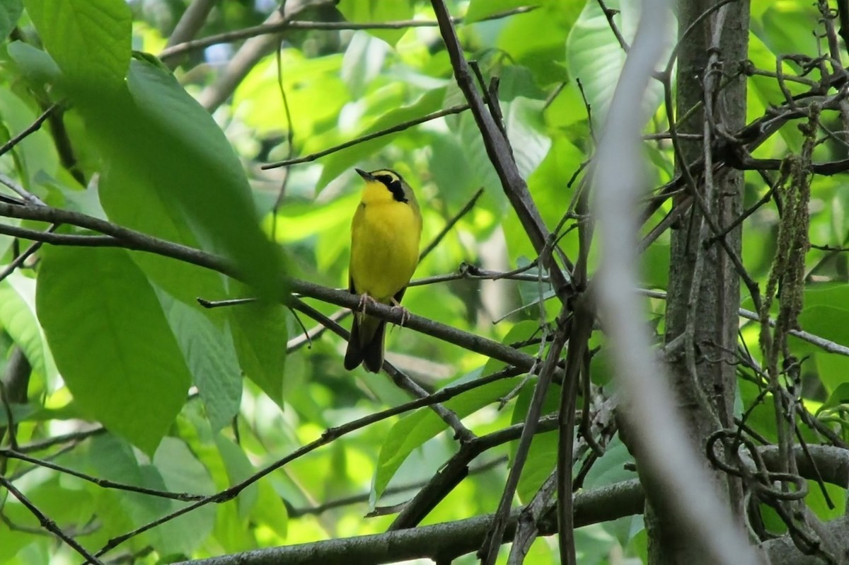 Kentucky Warbler - ML643442271