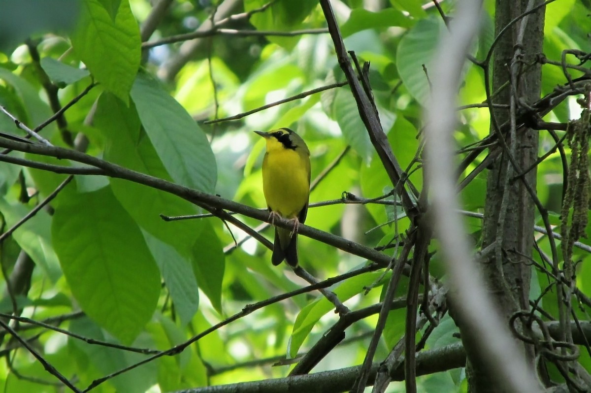 Kentucky Warbler - ML643442272