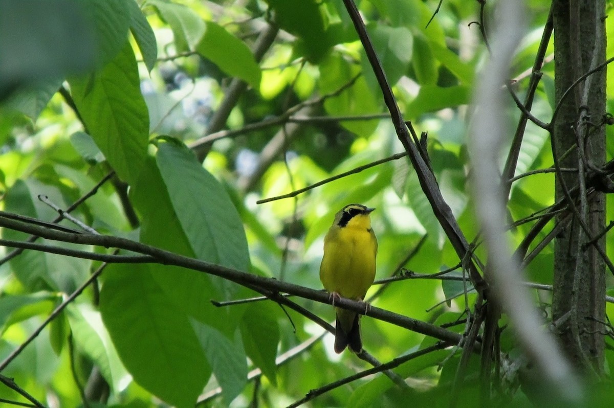 Kentucky Warbler - ML643442273