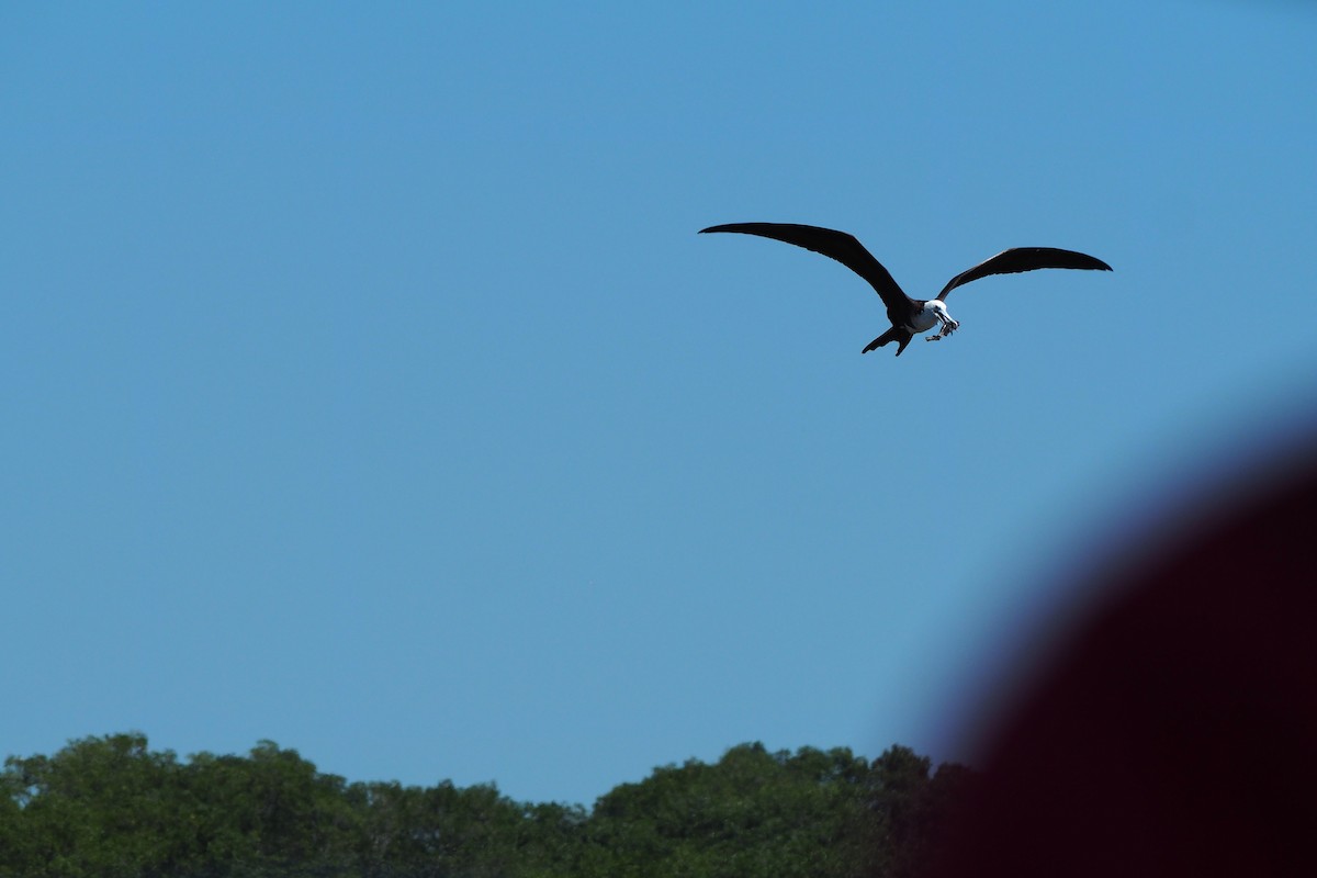 Magnificent Frigatebird - ML643442274