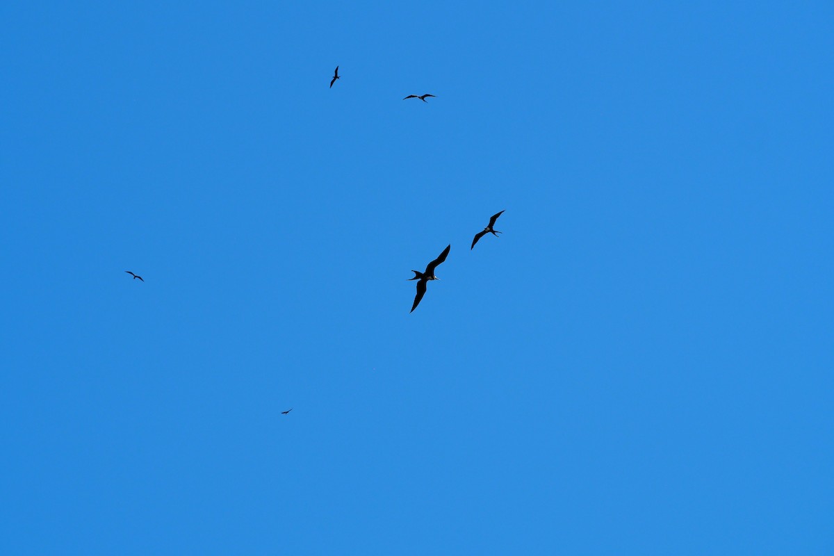 Prachtfregattvogel - ML643442275
