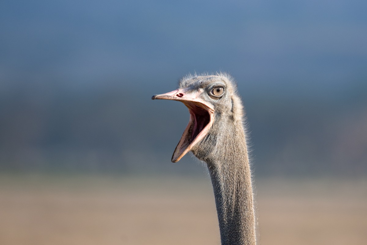 Somali Ostrich - ML643442277
