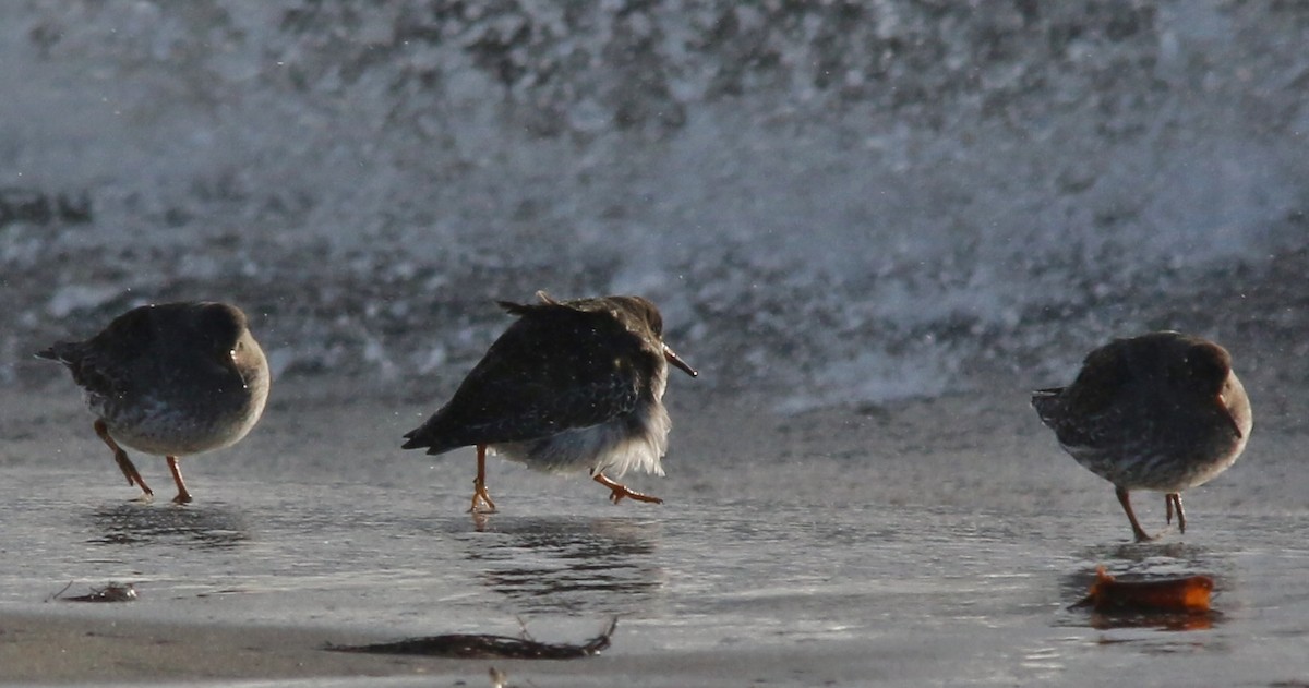Meerstrandläufer - ML643442286