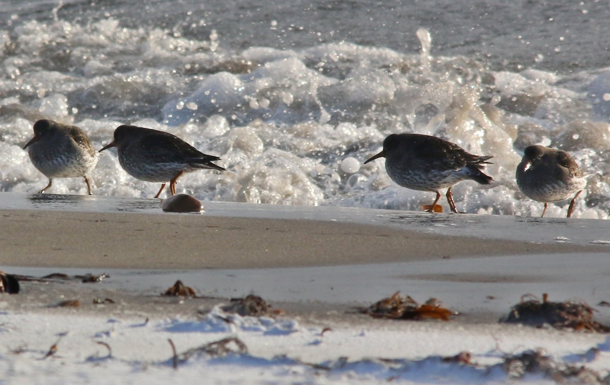 Meerstrandläufer - ML643442292