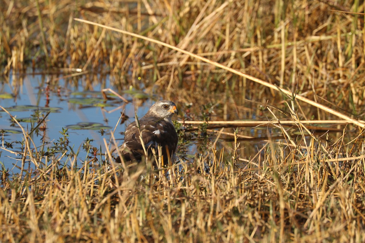 Ovambo Sparrowhawk - ML643442294