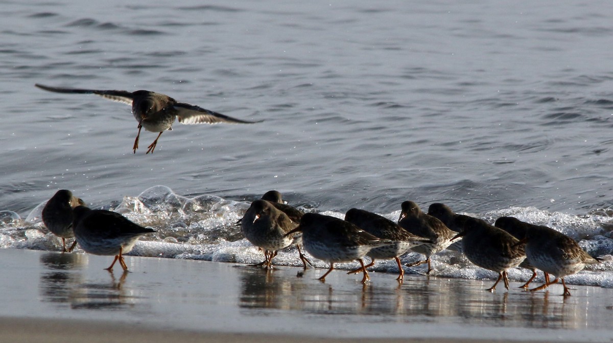 Meerstrandläufer - ML643442299