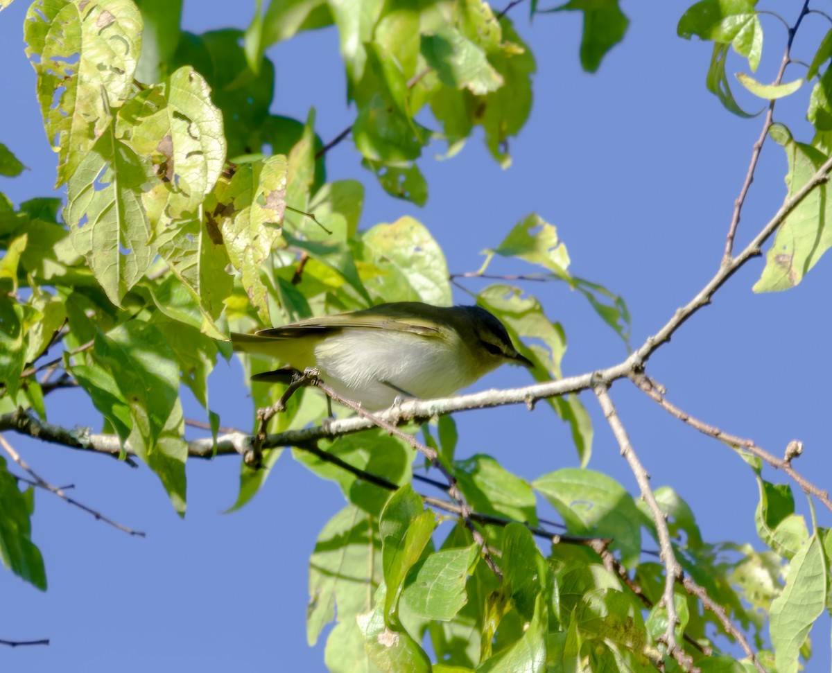 Red-eyed Vireo - ML643442302