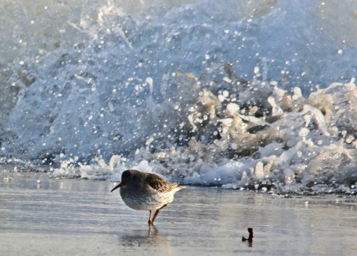Meerstrandläufer - ML643442305